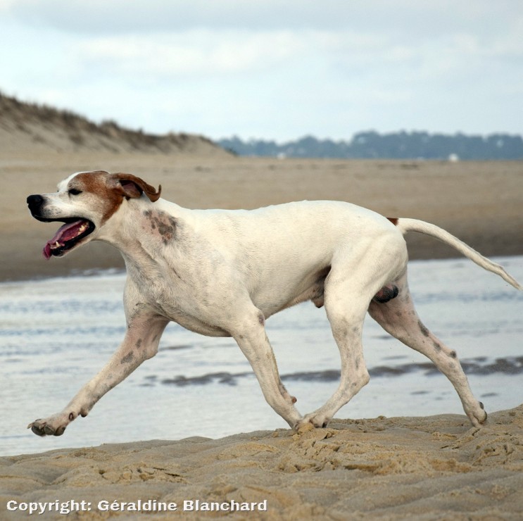 chien en pleine santé